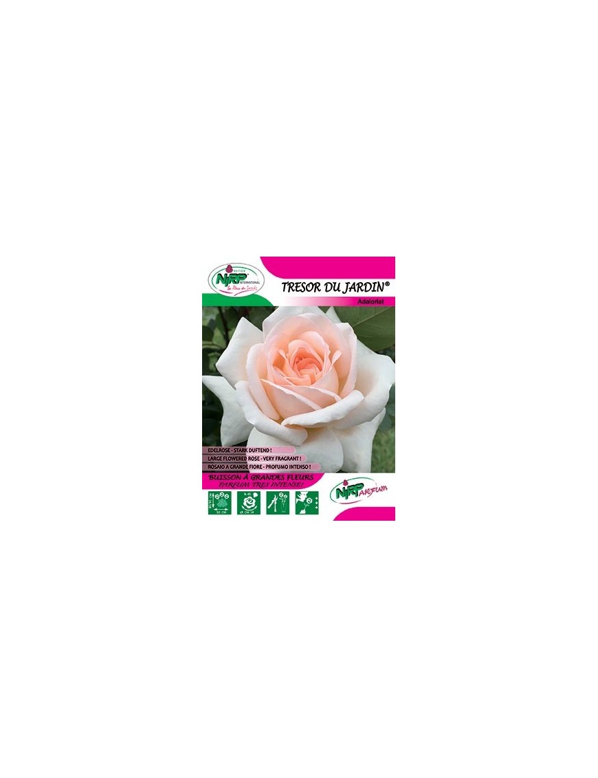 Rosier à grandes fleurs TRESOR DU JARDIN ® *