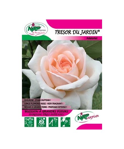 Rosier à grandes fleurs TRESOR DU JARDIN ® *