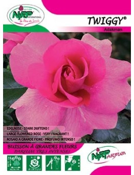 Rosier à grandes fleurs TWIGGY ® *