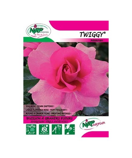 Rosier à grandes fleurs TWIGGY ® *