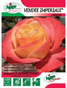 Rosier à grandes fleurs VENDEE IMPERIALE ®