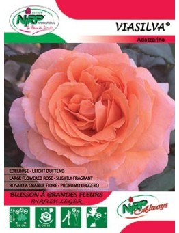 Rosier à grandes fleurs VIASILVA ® *