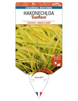 HAKONECHLOA macra Sunflare