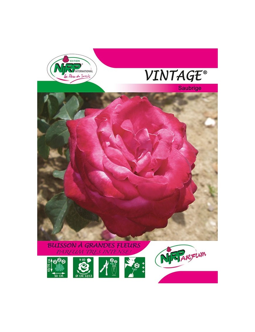 Rosier à grandes fleurs VINTAGE ® *