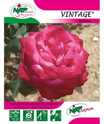 Rosier à grandes fleurs VINTAGE ® *