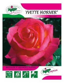 Rosier à grandes fleurs YVETTE HORNER ® *
