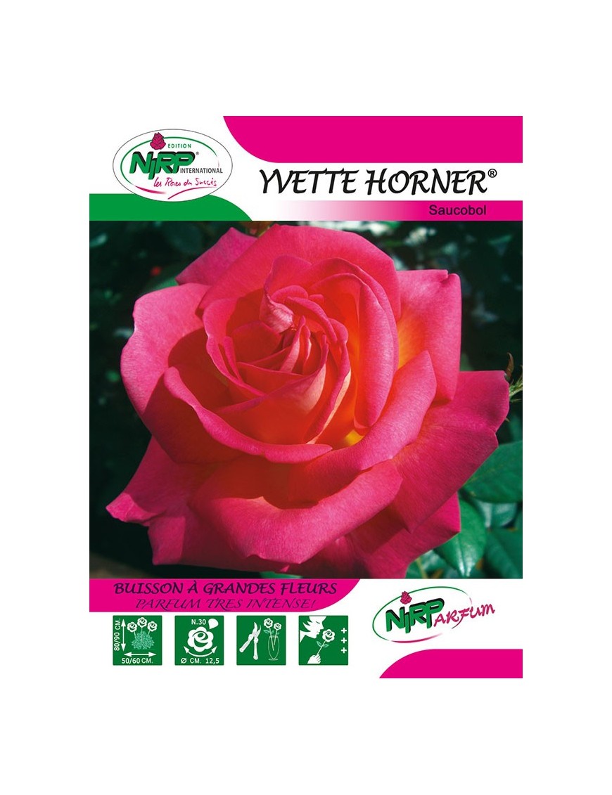 Rosier à grandes fleurs YVETTE HORNER ® *