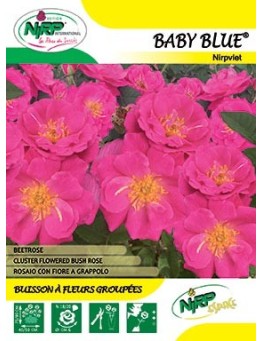 Rosier à fleurs groupées BABY BLUE ® *
