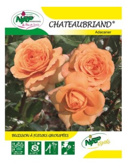 Rosier à fleurs groupées CHATEAUBRIAND ® *