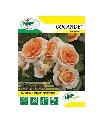 Rosier à fleurs groupées COCARDE ® *