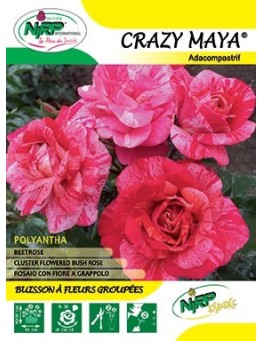 Rosier à fleurs groupées CRAZY MAYA ®