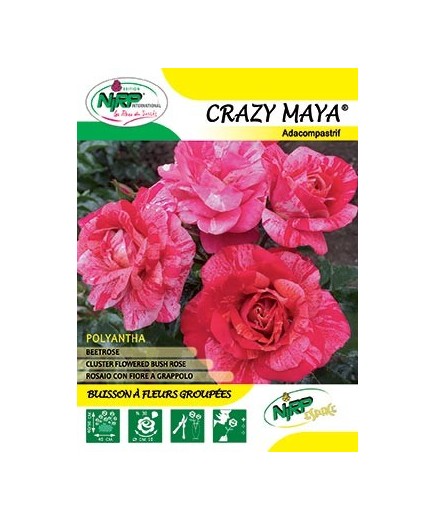 Rosier à fleurs groupées CRAZY MAYA ®