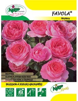 Rosier à fleurs groupées FAVOLA ® *