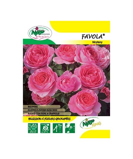 Rosier à fleurs groupées FAVOLA ® *