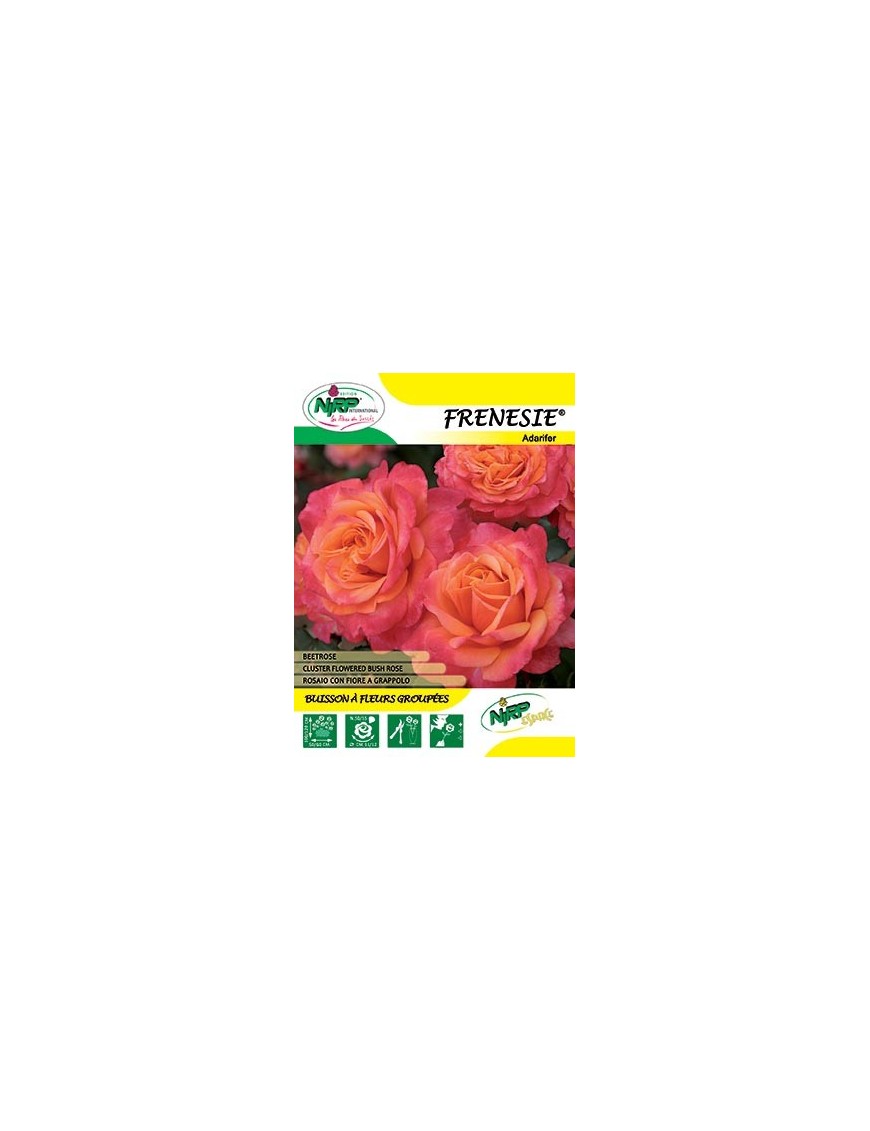 Rosier à fleurs groupées FRENESIE ® *
