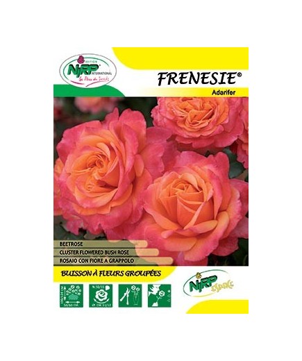 Rosier à fleurs groupées FRENESIE ® *