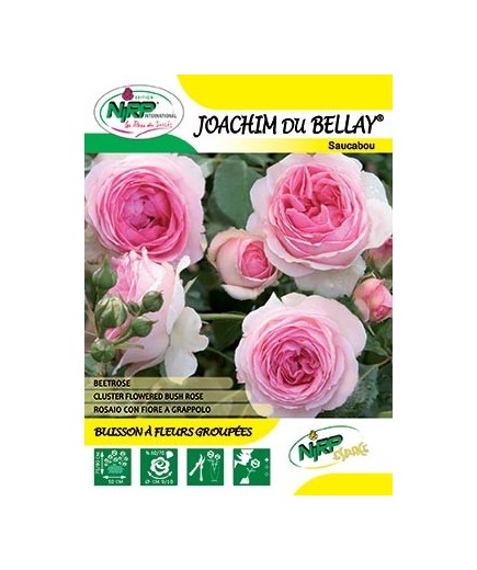 Rosier à fleurs groupées JOACHIM DU BELLAY ® *