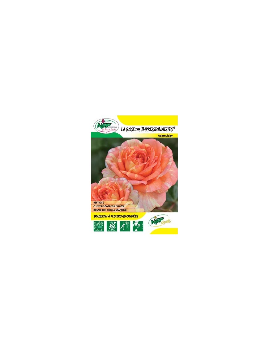 Rosier à fleurs groupées LA ROSE DES IMPRESSIONNISTES ® *
