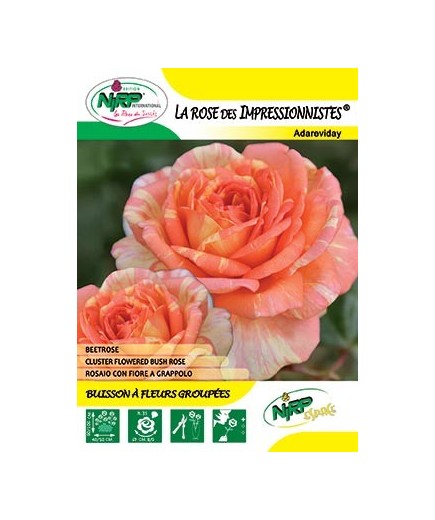 Rosier à fleurs groupées LA ROSE DES IMPRESSIONNISTES ® *