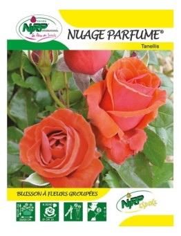 Rosier à fleurs groupées NUAGE PARFUME ®