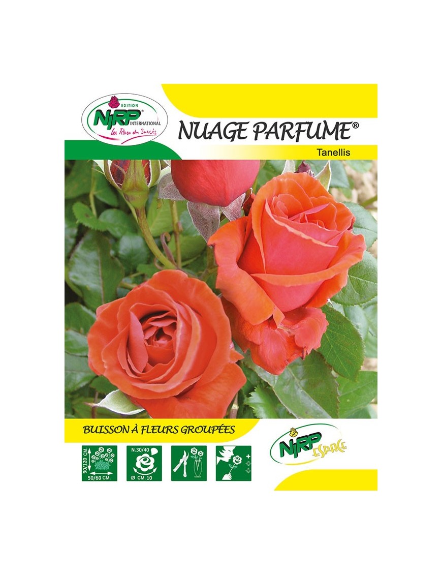 Rosier à fleurs groupées NUAGE PARFUME ®