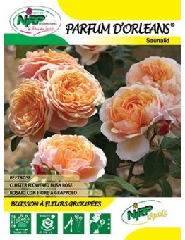 Rosier à fleurs groupées PARFUM D'ORLEANS ® *