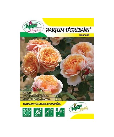 Rosier à fleurs groupées PARFUM D'ORLEANS ® *