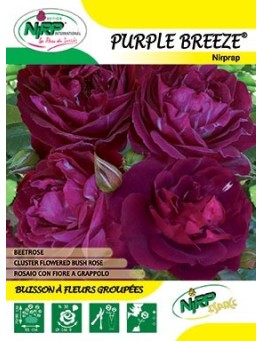 Rosier à fleurs groupées PURPLE BREEZE ® *