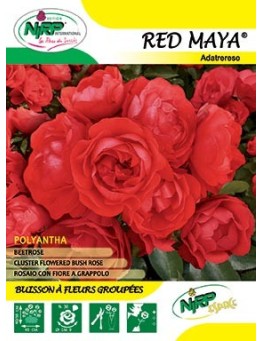 Rosier à fleurs groupées RED MAYA ® *