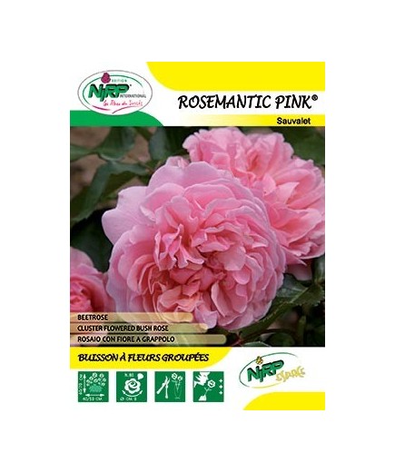 Rosier à fleurs groupées ROSEMANTIC PINK ® *
