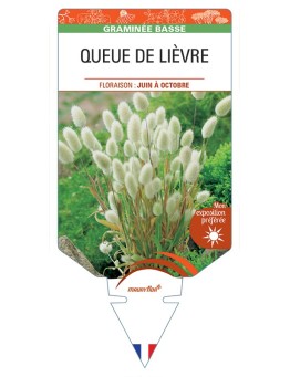 LAGURUS ovatus voir Queue de Lièvre