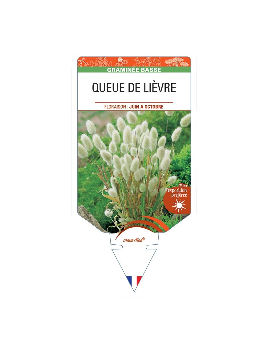 LAGURUS ovatus voir Queue de Lièvre