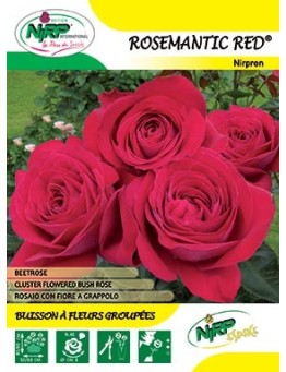 Rosier à fleurs groupées ROSEMANTIC RED ® *