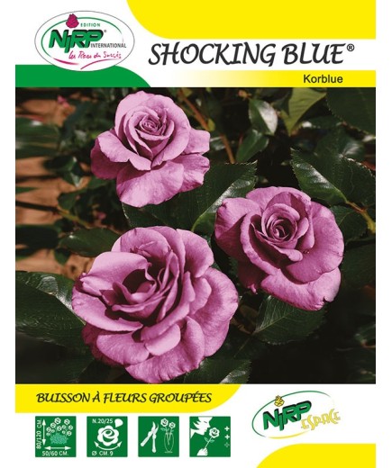 Rosier à fleurs groupées SHOCKING BLUE ® *