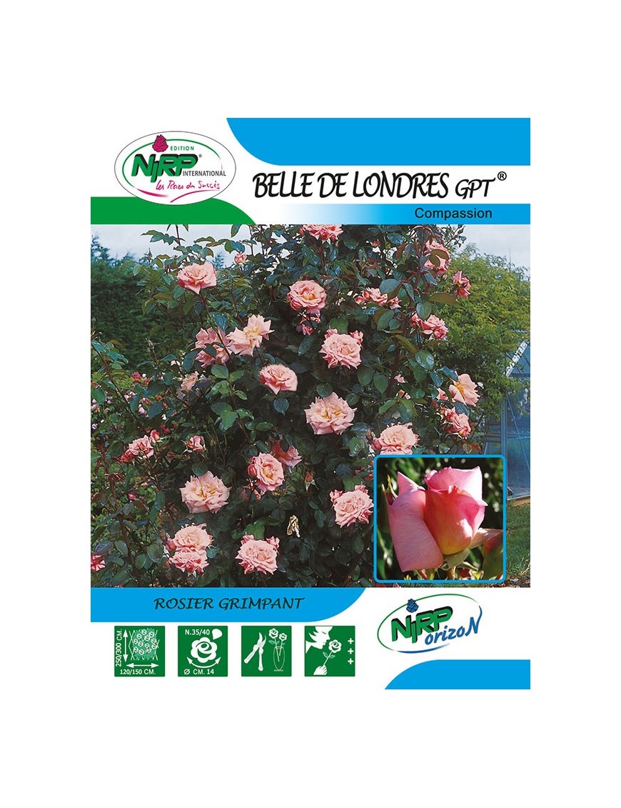 Rosier grimpant BELLE DE LONDRES Gpt ® *