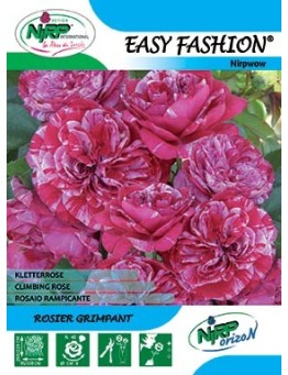 Rosier grimpant EASY FASHION Gpt ®