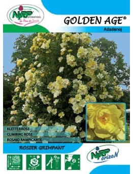 Rosier grimpant GOLDEN AGE ®