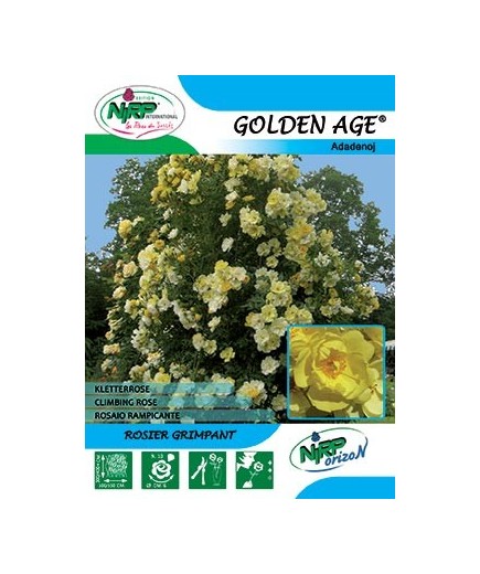Rosier grimpant GOLDEN AGE ®