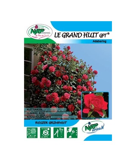 Rosier grimpant LE GRAND HUIT Gpt ®