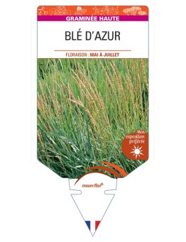 LEYMUS arenarius voir Blé d'Azur