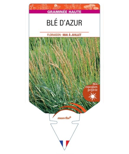 LEYMUS arenarius voir Blé d'Azur