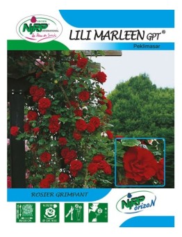 Rosier grimpant LILI MARLEEN Gpt ® *