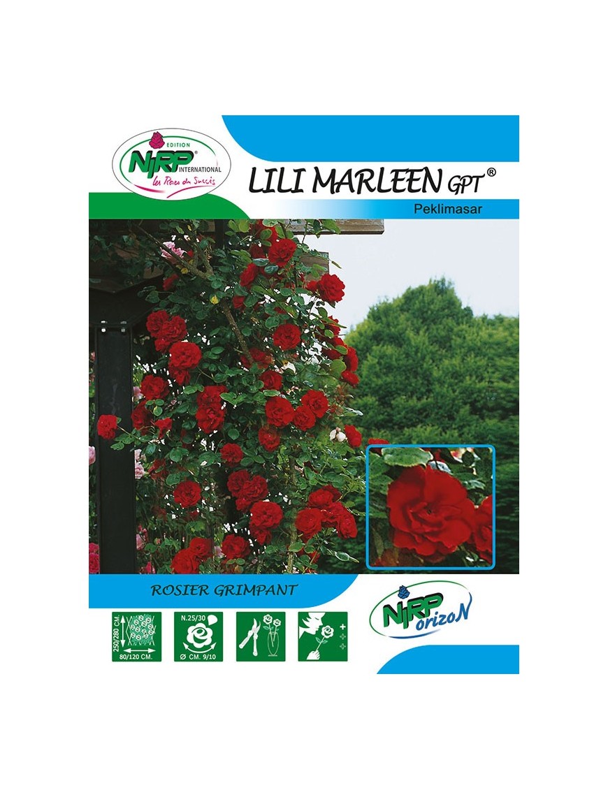 Rosier grimpant LILI MARLEEN Gpt ® *