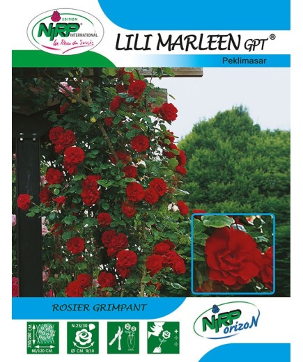 Rosier grimpant LILI MARLEEN Gpt ® *