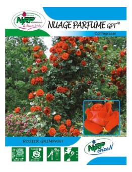 Rosier grimpant NUAGE PARFUME Gpt ® *