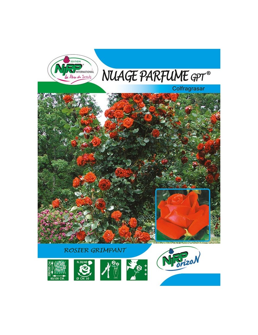 Rosier grimpant NUAGE PARFUME Gpt ® *