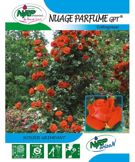 Rosier grimpant NUAGE PARFUME Gpt ® *