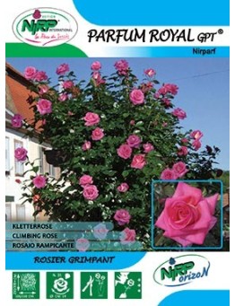 Rosier grimpant PARFUM ROYAL Gpt ®
