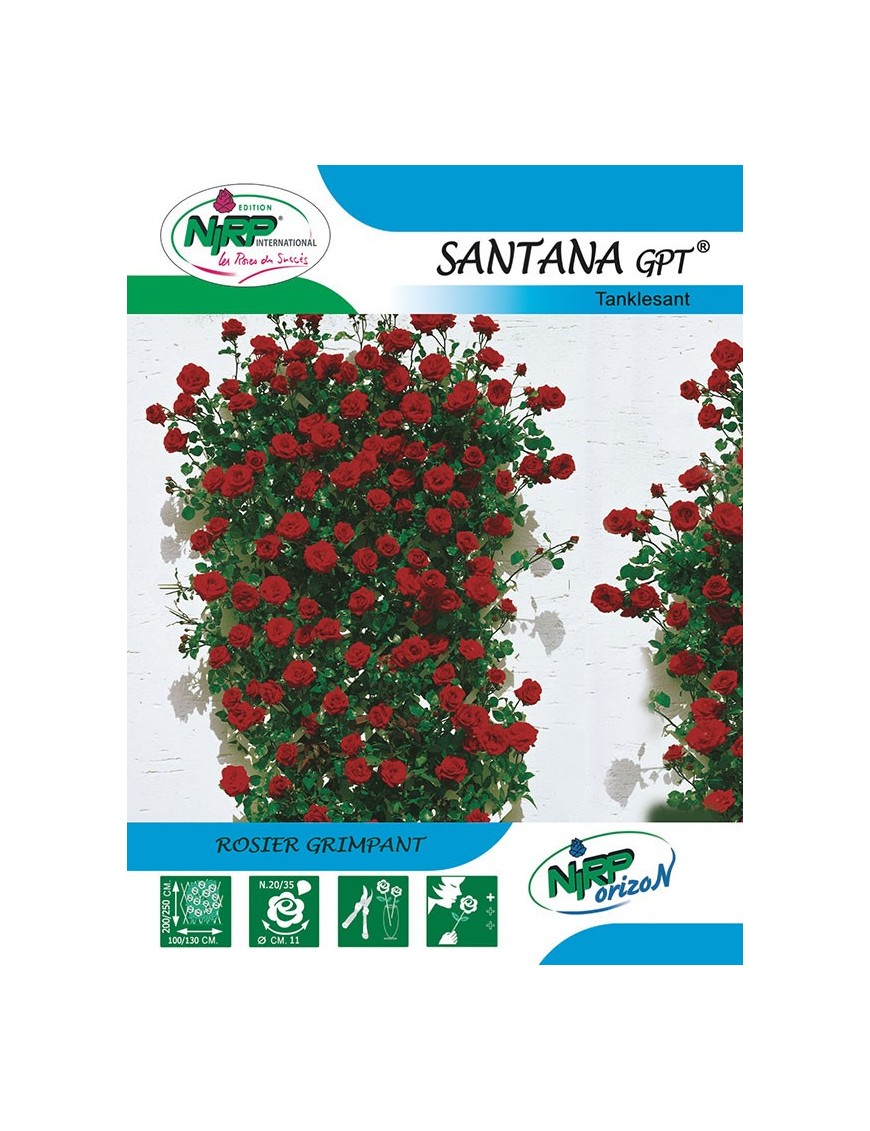 Rosier grimpant SANTANA Gpt ®