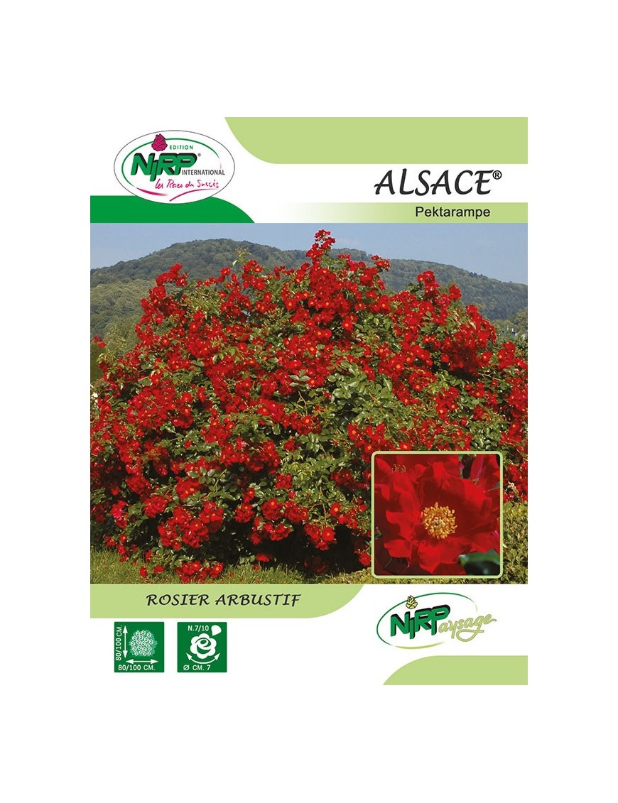 Rosier arbustif ALSACE ® *